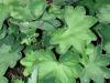 Alchemilla xanthochlora